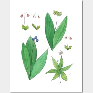 Borealis Wildflower Watercolor Illustrations Posters and Art